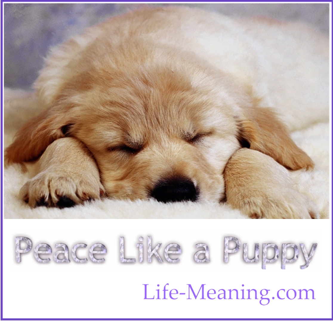 Peace Like a Puppy
